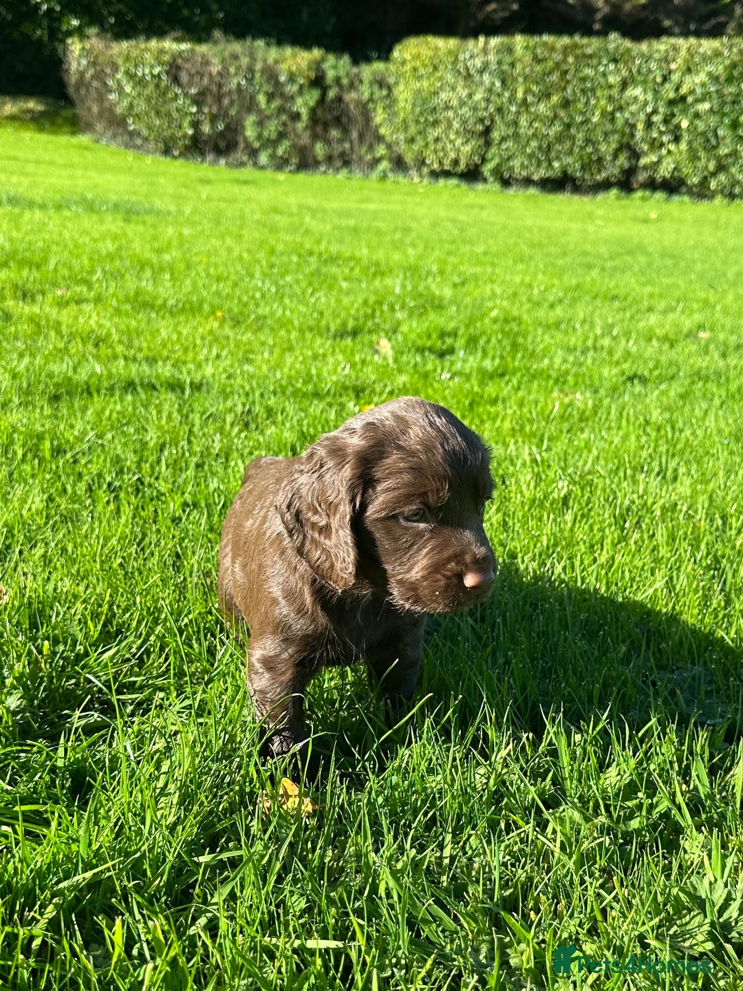 Cocker Spaniel dogs for sale: Exceptional KC Working Cocker Spaniel Puppies - Image 7