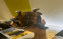 Turtle reptiles for sale: Diamondback Terrapin Turtle - Image 4