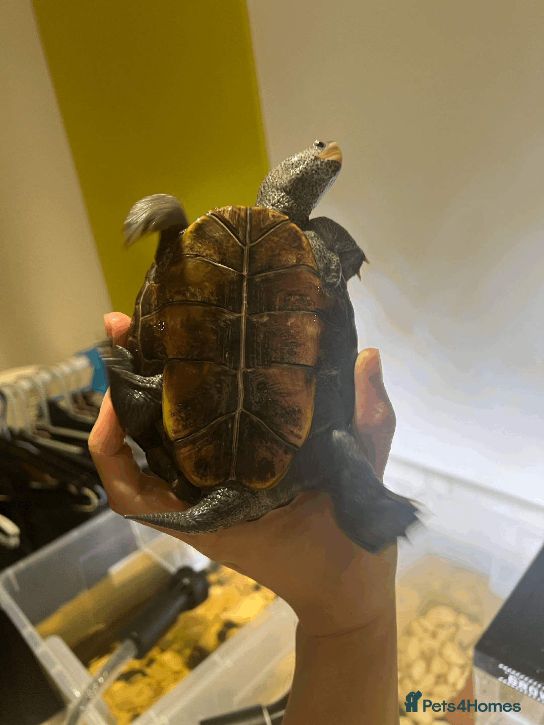 Turtle reptiles for sale: Diamondback Terrapin Turtle - Image 4