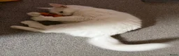 Maine Coon cats for sale: Maine coone boy - Advert 13