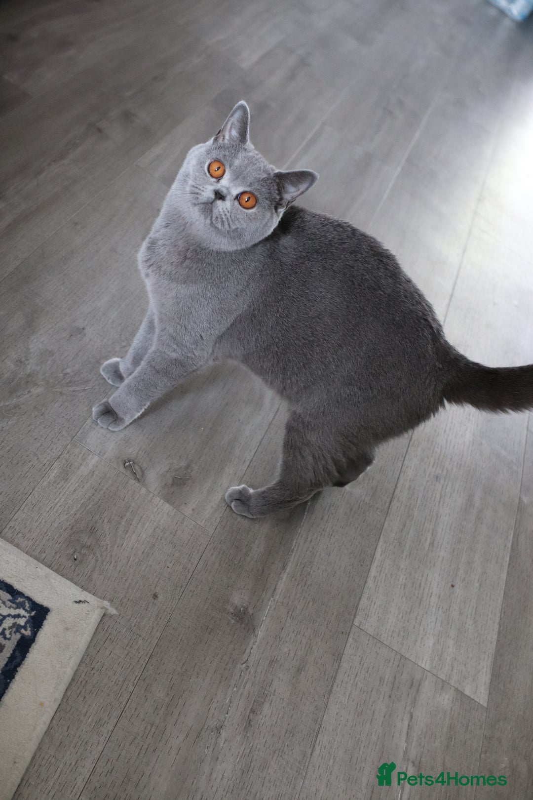 British Shorthair cats for sale: Stunning GCCF&TICA Active BSH Queen - Advert 16