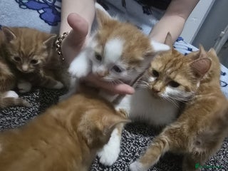 Mixed Breed cats - Advert 1