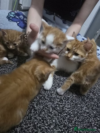 Mixed Breed cats - Advert 1