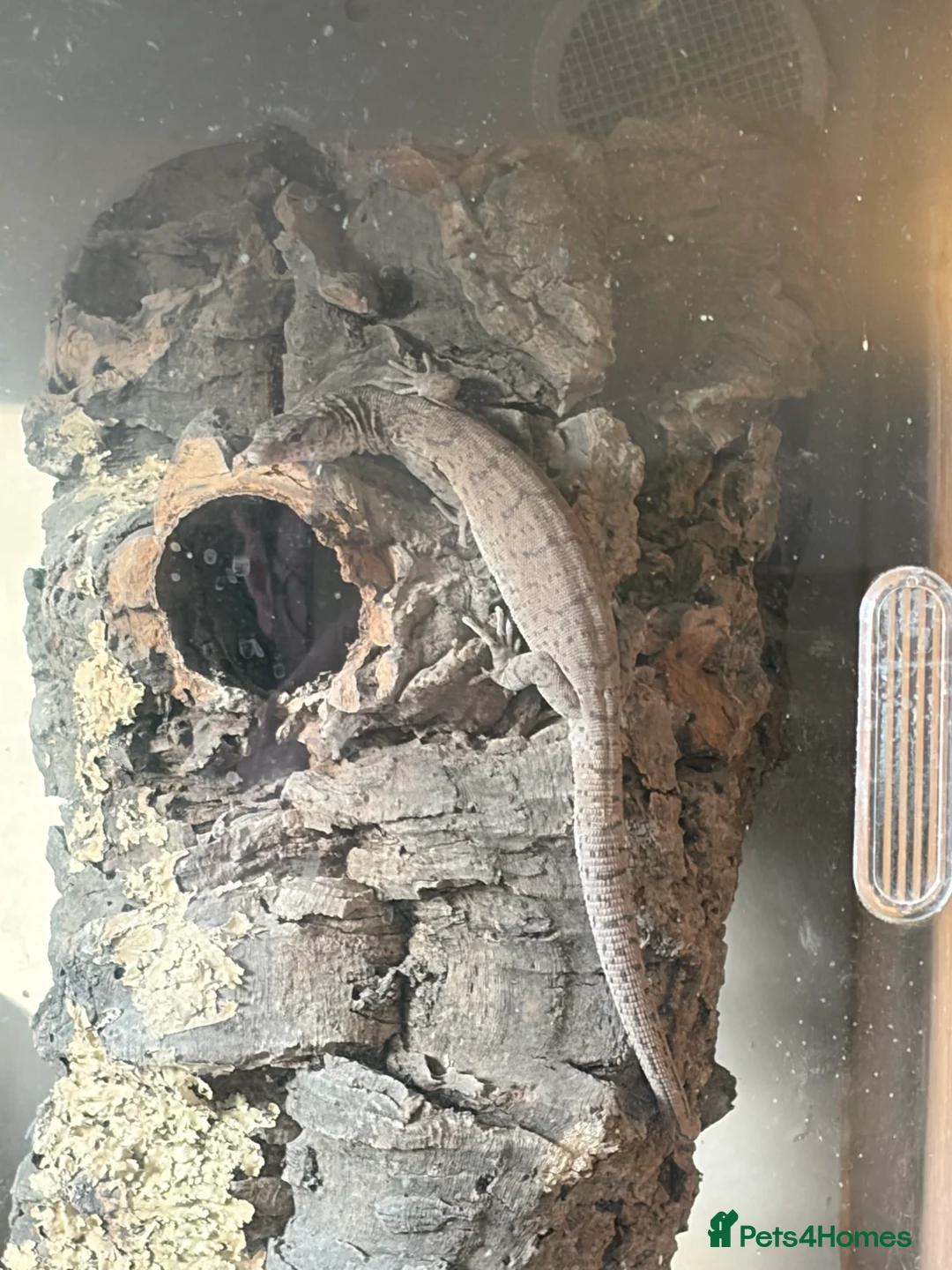 Lizard reptiles for sale: Pygmy Mulga monitor - female - Advert 1