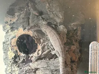 Lizard reptiles Pygmy Mulga monitor - female - Advert 1