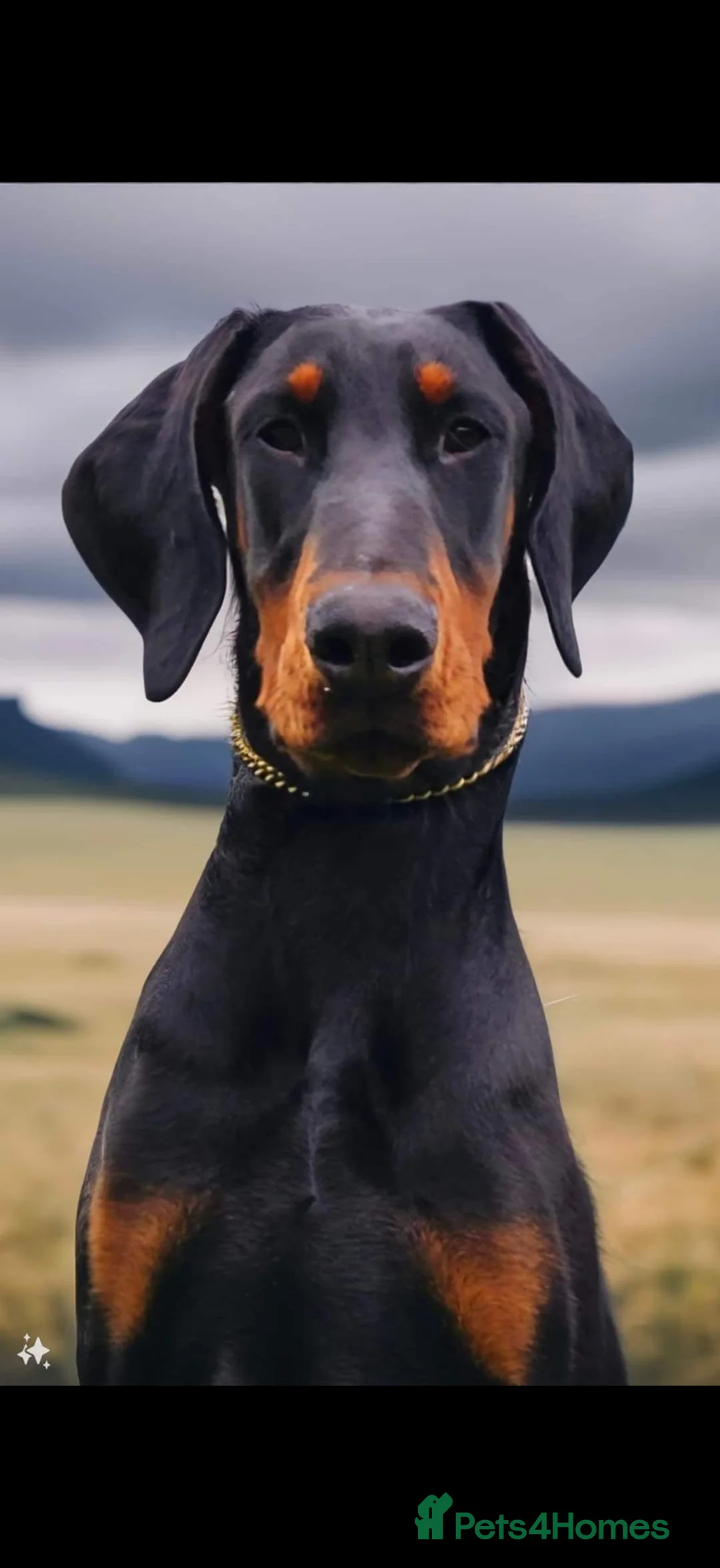 Dobermann dogs for stud: Doberman for stud health tested  - Advert 2