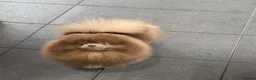 Pomeranian dogs for sale: 2 year old male Pom lilac and tan - Advert 7