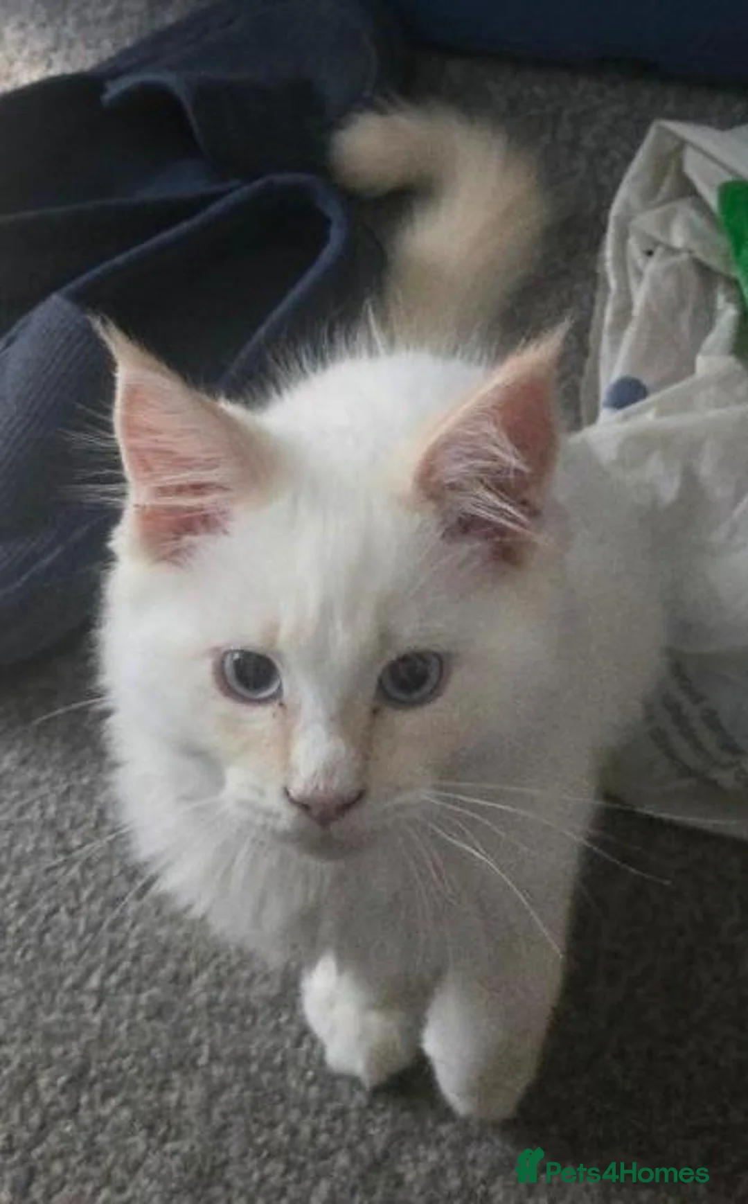 Maine Coon cats for sale: Mainecoon kitten - Advert 1