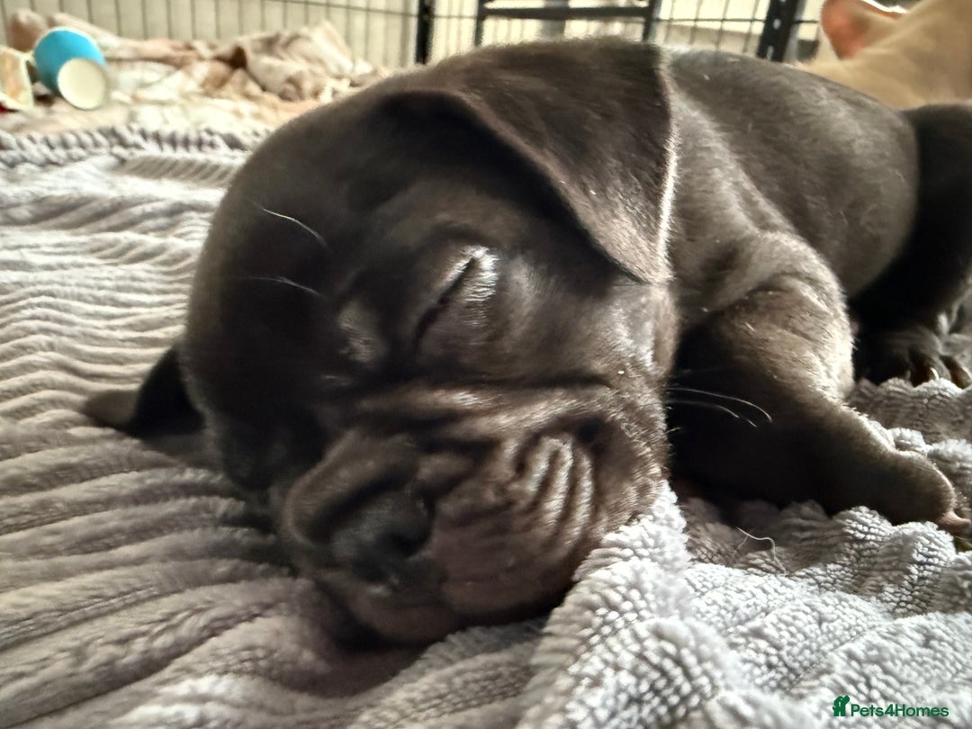 French Bulldog dogs for sale: FRENCH BULLDOG PUPPIES , THOROUGHBRED  - Image 16