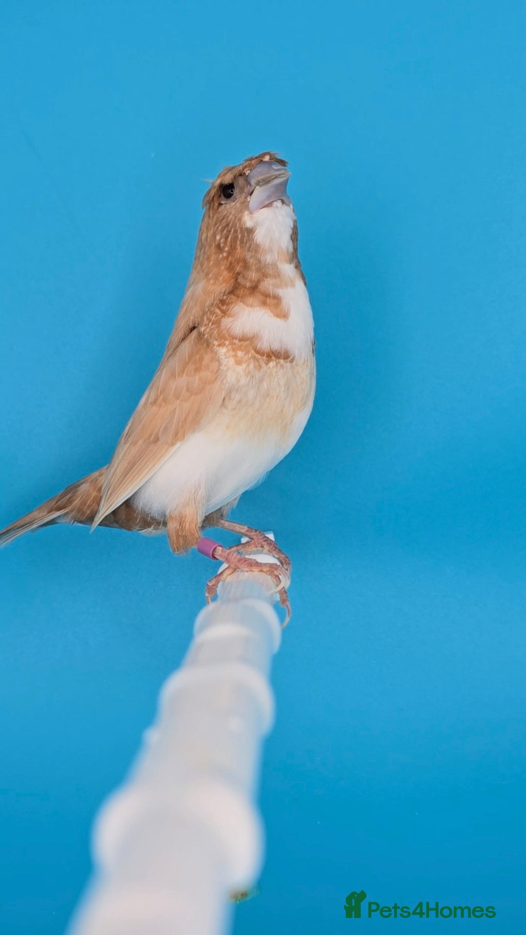 Finches birds for sale: Bengalese finches  - Advert 11