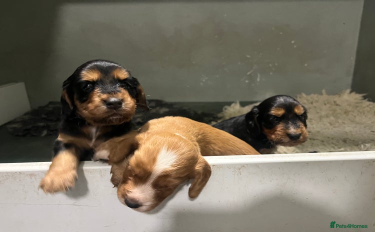 Cocker Spaniel dogs - Advert 2