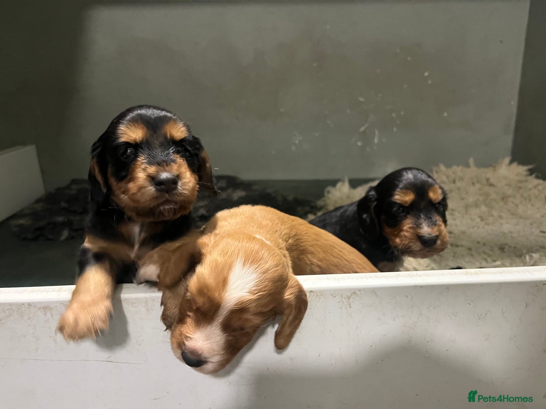 Cocker Spaniel dogs for sale: Working Cocker Spaniel - Image 1