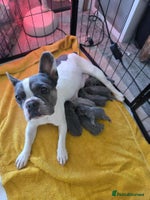 French Bulldog dogs - Advert 2