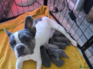 French Bulldog dogs - Advert 8