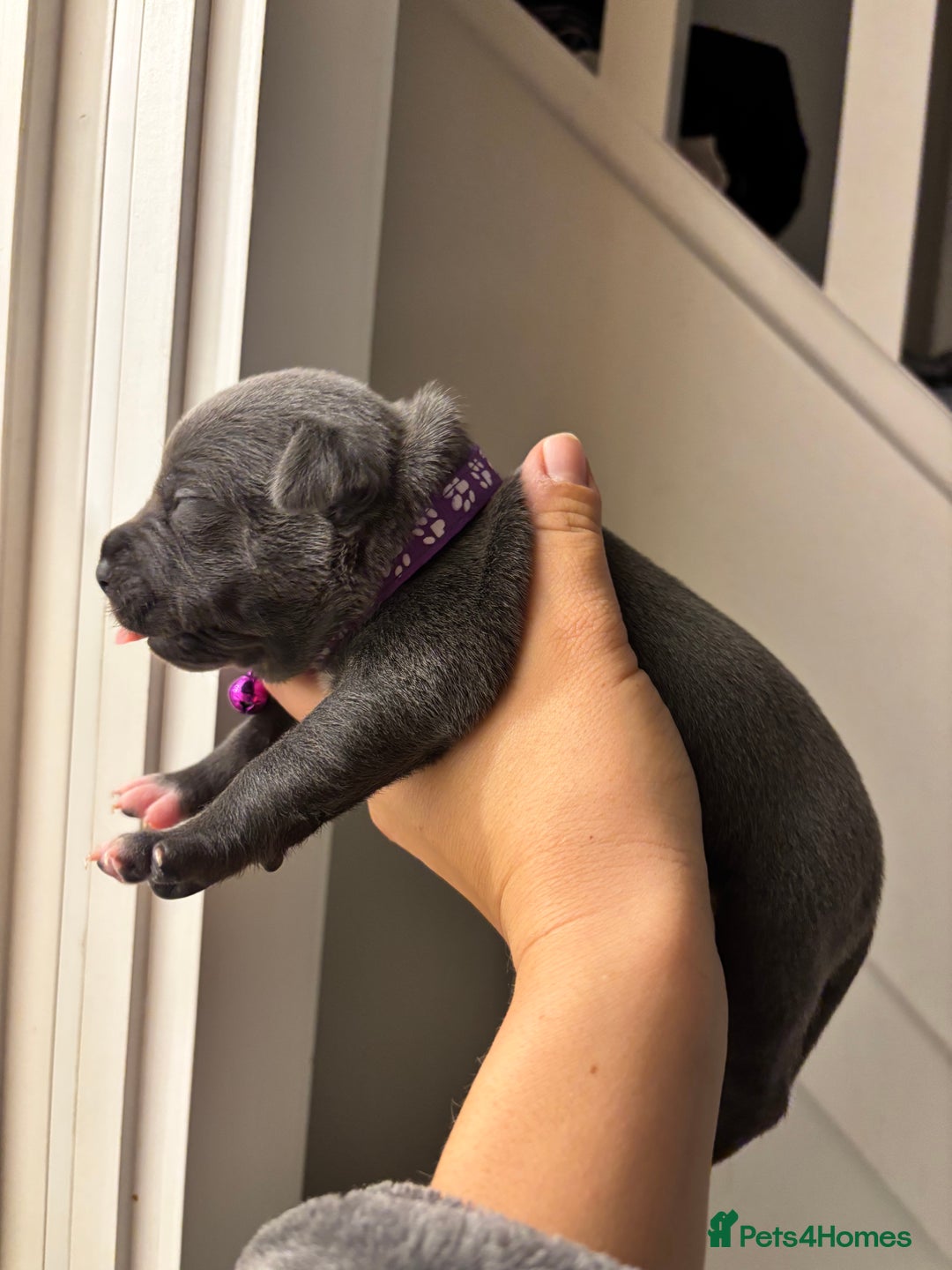 Staffordshire Bull Terrier dogs for sale: Beautiful Blue Stafford bullterriers - Image 16