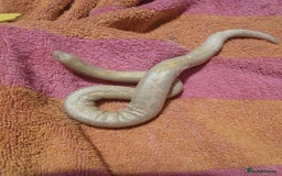 Snake reptiles for sale: Albino Sandboa and vivarium for sale - Advert 3