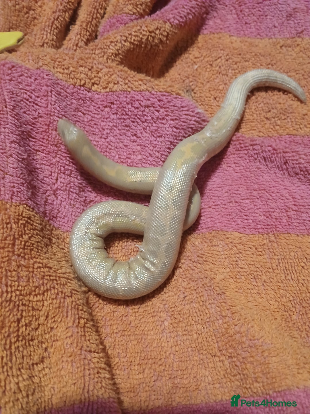 Snake reptiles for sale: Albino Sandboa and vivarium for sale - Advert 3