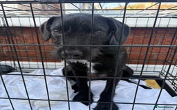 Patterdale Terrier dogs for sale: 6 month old patterdale - Advert 2