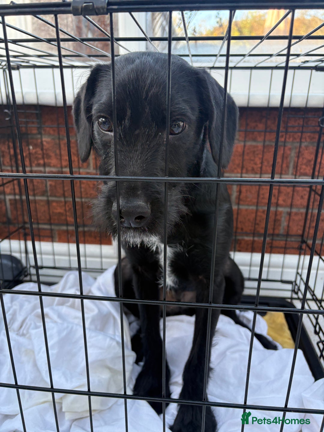 Patterdale Terrier dogs for sale: 6 month old patterdale - Advert 2