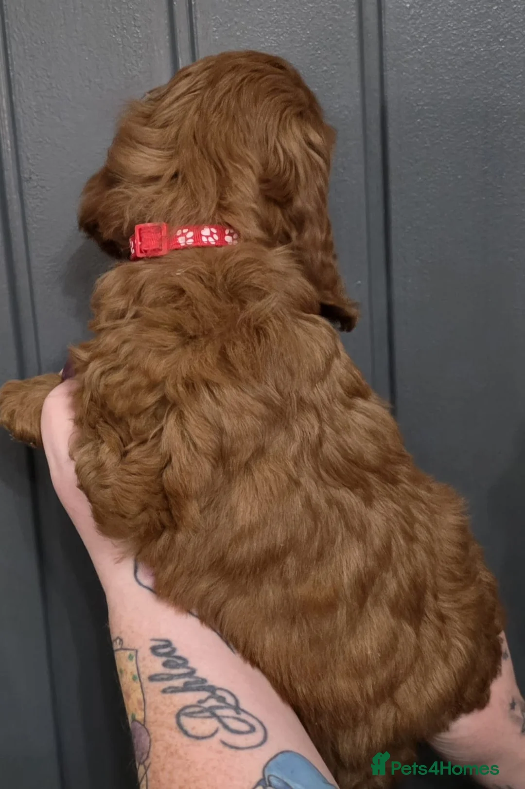 Cockapoo dogs for sale: Stunning F1 Cockapoo Puppies - Advert 18