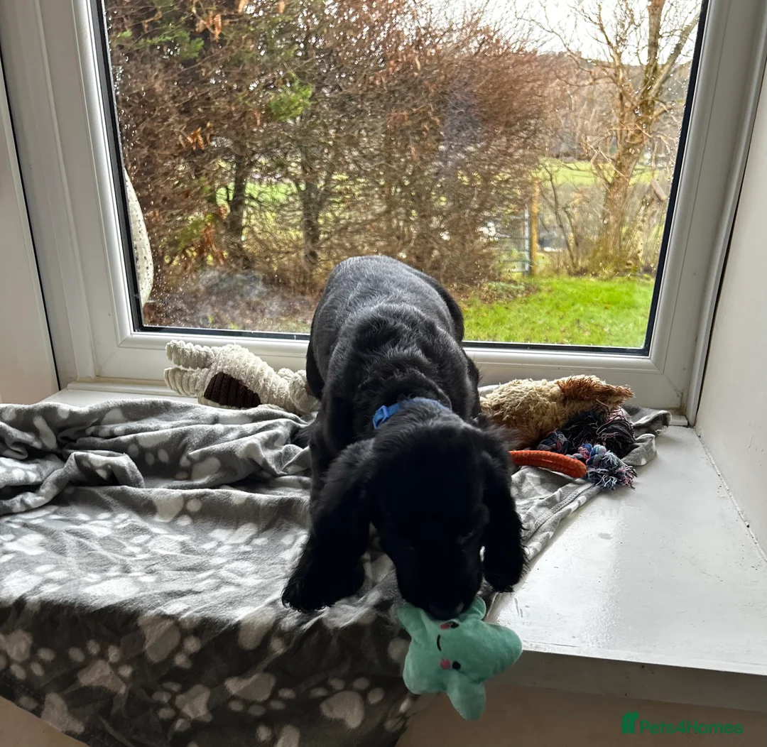 Cocker Spaniel dogs for sale: ✨ Cuddles Await from our Cocker Spaniel Pups  - Advert 12