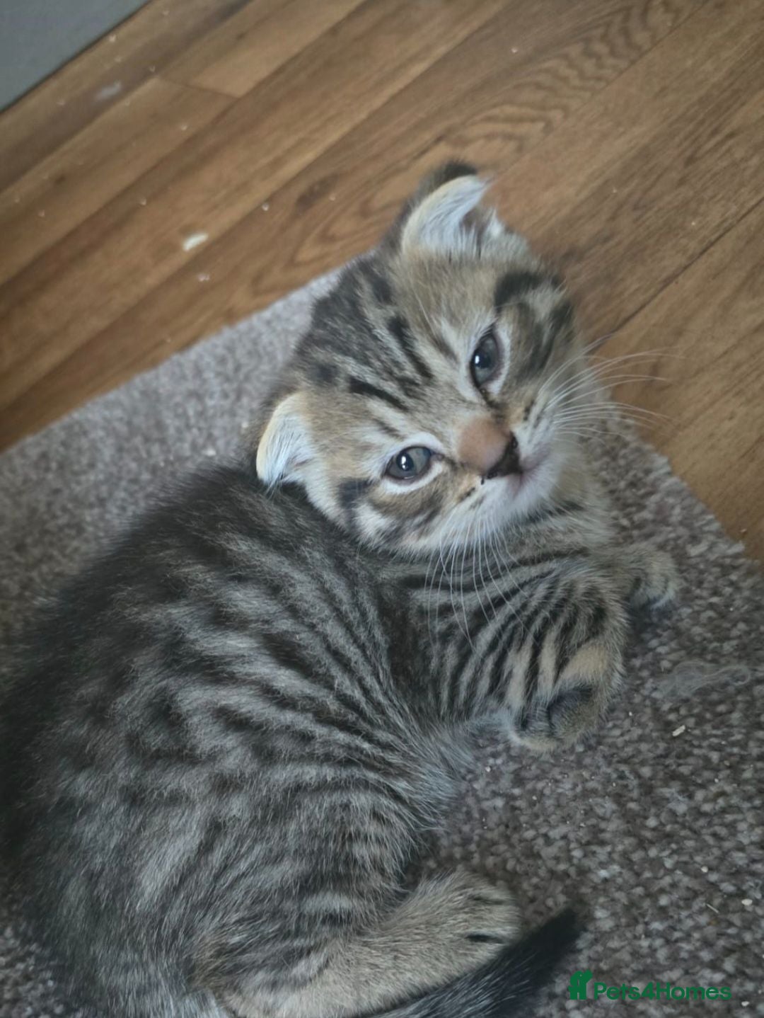 Scottish Fold cats Beautiful Scottish fold kittens readyto leave - Advert 6