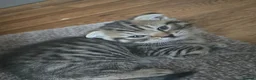 Scottish Fold cats for sale: Beautiful Scottish fold kittens readyto leave - Advert 6