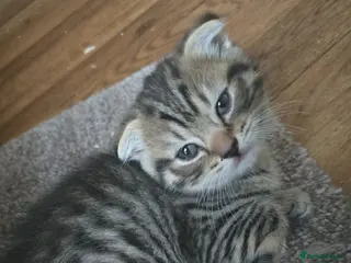 Scottish Fold cats Beautiful Scottish fold kittens readyto leave - Advert 3