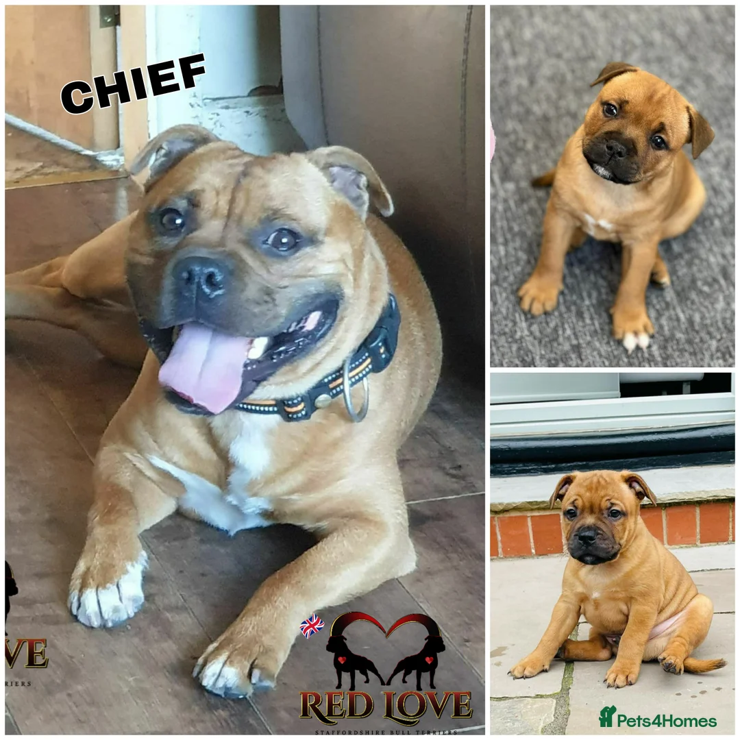 Staffordshire Bull Terrier dogs for stud: 🇬🇧THE RED DREAM TEAM🇬🇧 Exceptional Temprements in Rochdale - Advert 3