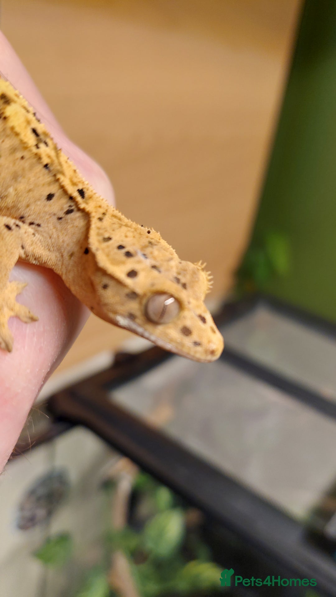 Gecko reptiles for sale: Crested geckos various ages mostly Dalmatians  - Advert 1