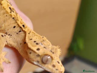 Gecko reptiles Crested geckos various ages mostly Dalmatians - Advert 3