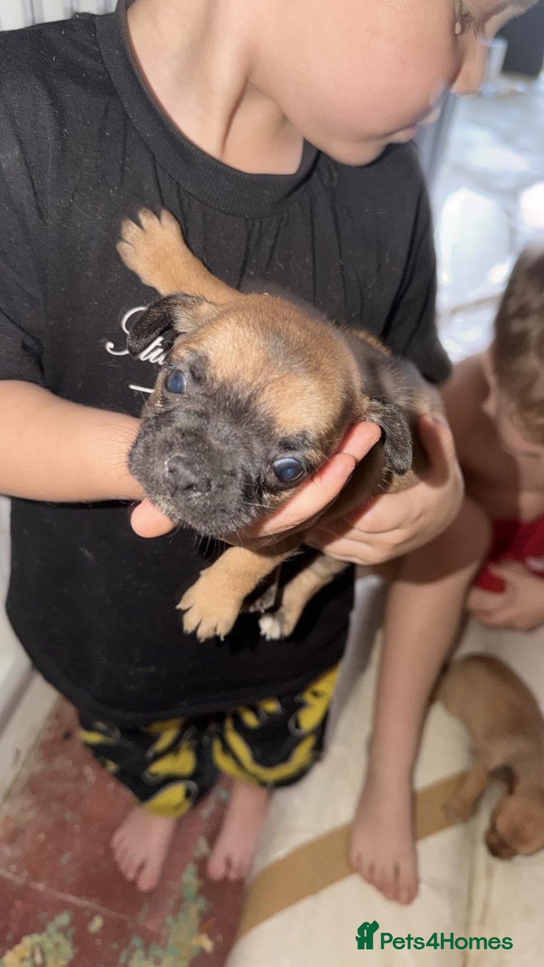 Chihuahua dogs for sale: Baby girl full chihuahua  - Advert 8