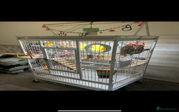 Parakeets birds for sale: Two Quaker parakeets+large cage  - Image 3