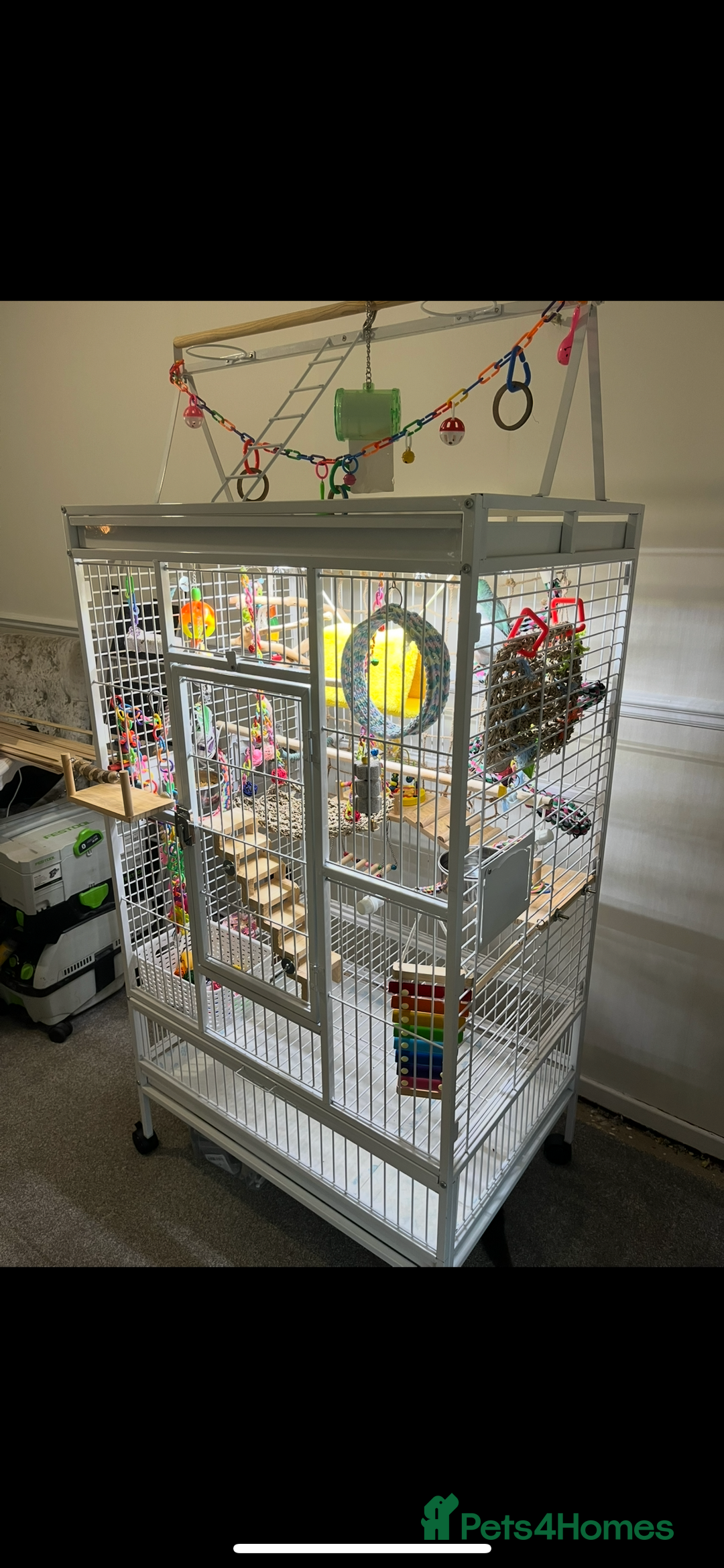 Parakeets birds for sale: Two Quaker parakeets+large cage  - Image 3