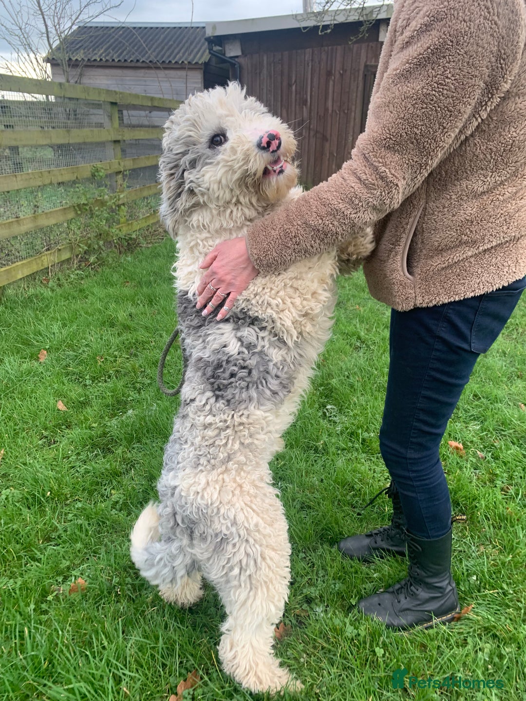 Sheepadoodle dogs for sale: Medium Size Sheepadoodle F1b.  - Advert 7