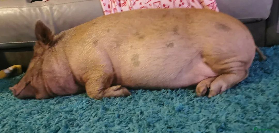 Pig livestock for sale: Daphney  - Advert 1