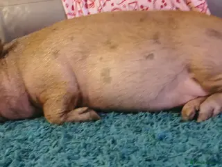 Pig livestock Daphney - Advert 2