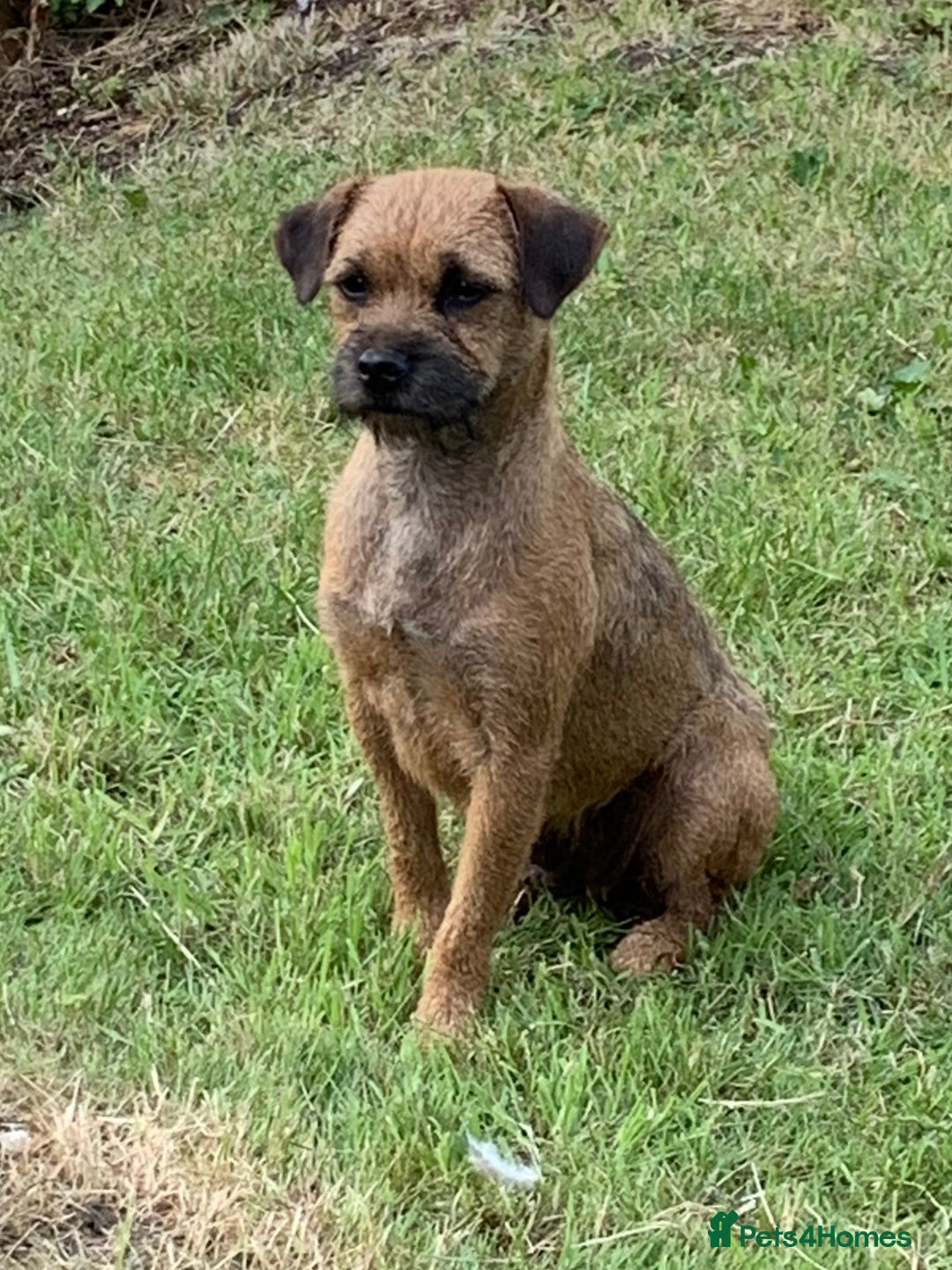 Border Terrier dogs for sale: Champion Bred, For health and temperament  - Image 14