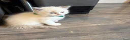 Ragdoll cats for sale: Beautiful girl Ragdolls  - Advert 15