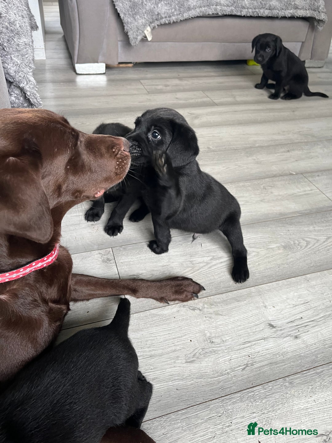 Labrador Retriever dogs for sale: Beautiful labs available  - Advert 16