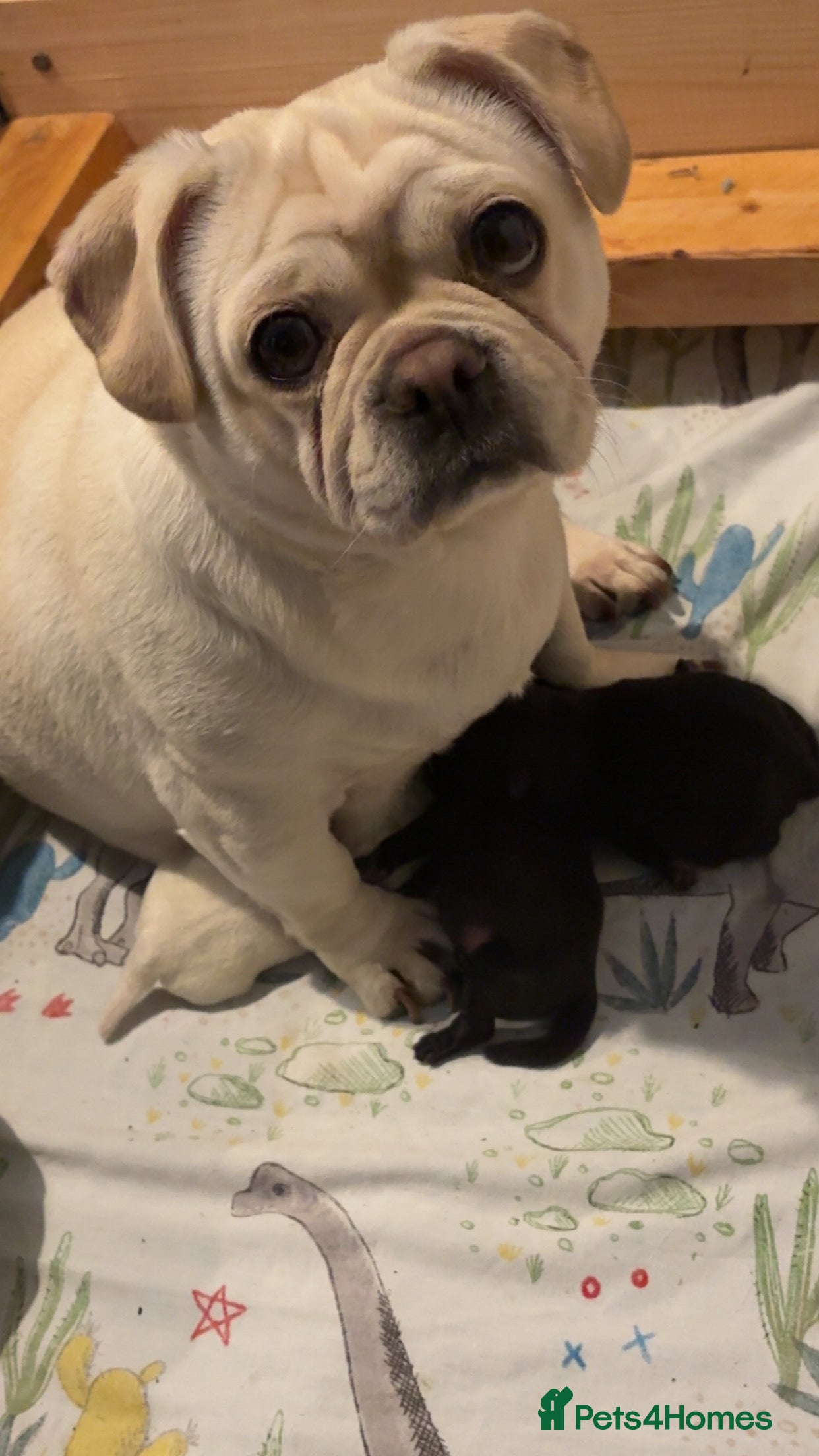 Pug dogs 3 gorgeous pug puppies - Advert 9