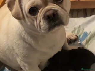 Pug dogs 3 gorgeous pug puppies - Advert 16