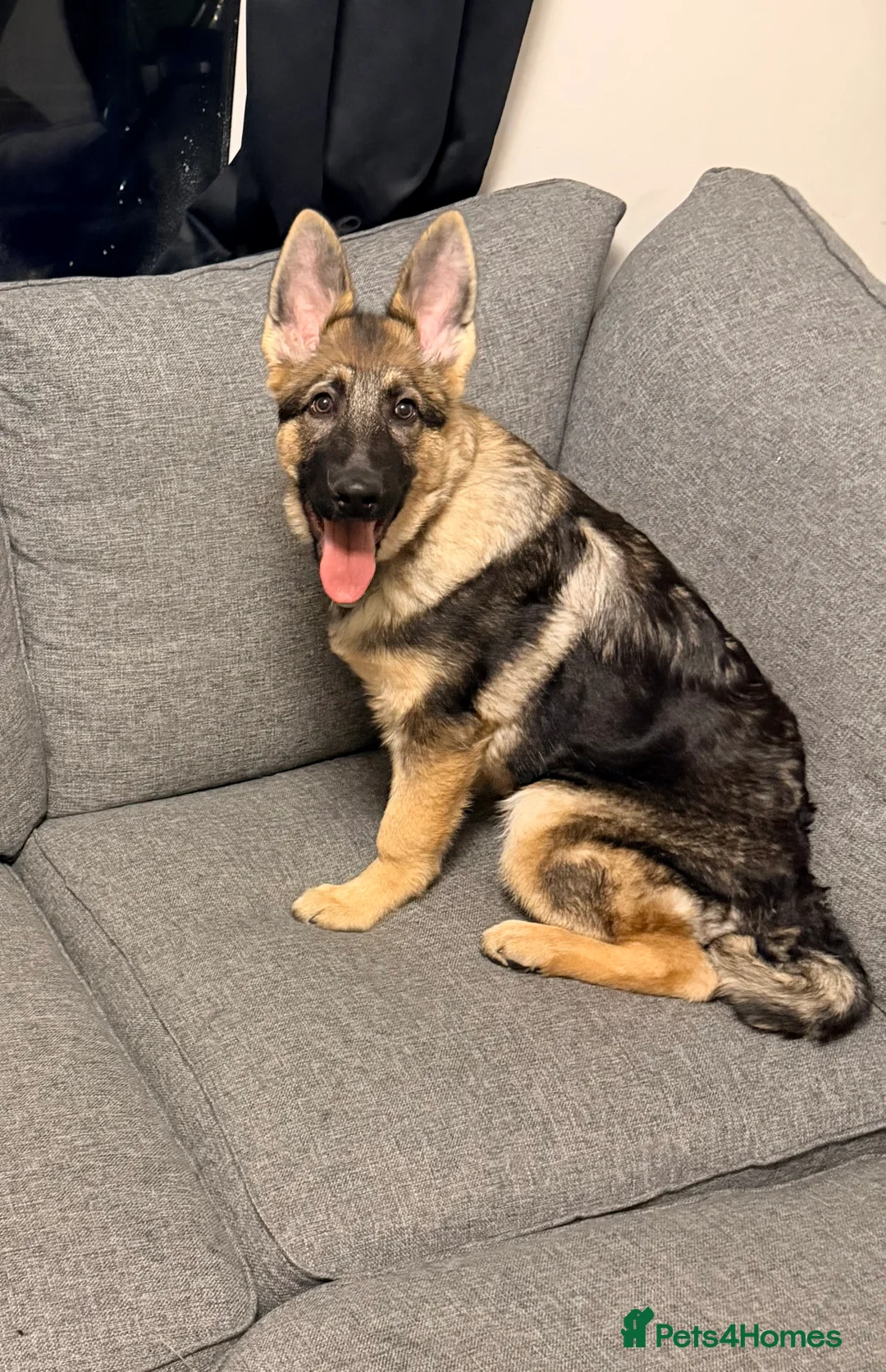 German Shepherd dogs for sale: 4.5 month old male German Shephard - Advert 11