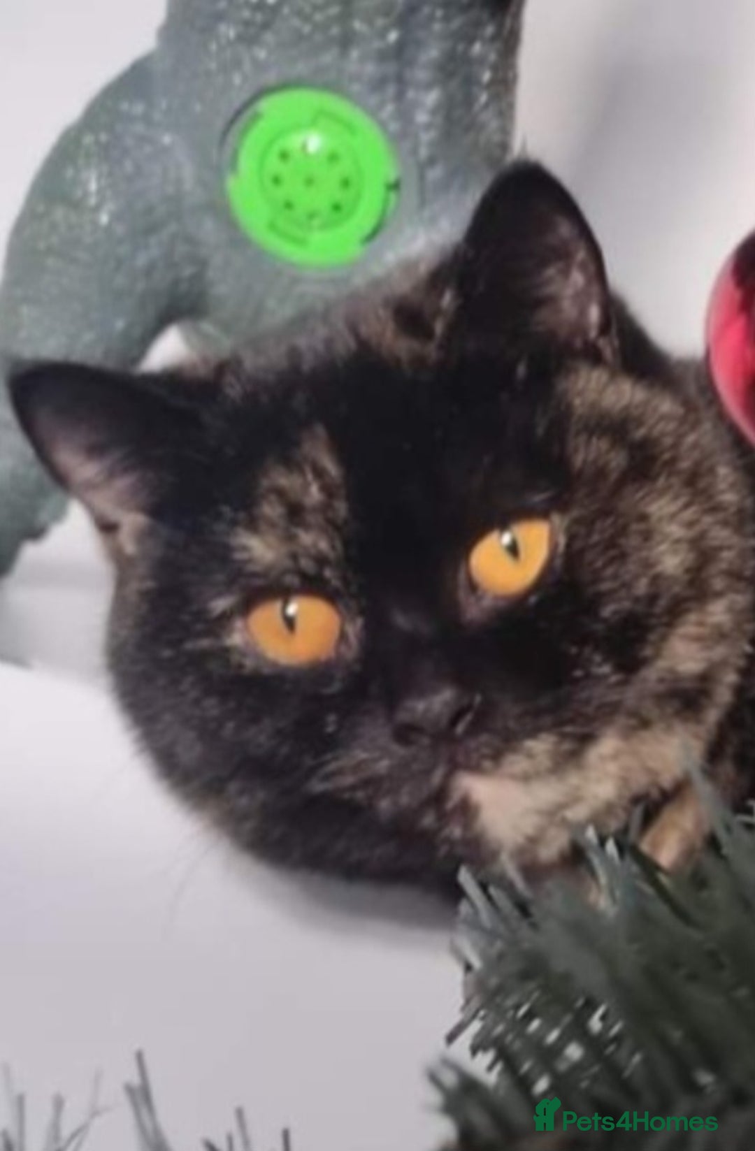British Shorthair cats for sale: 2 Gorgeous BSH kittens - Image 4