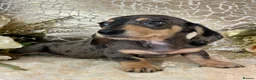 Miniature Dachshund dogs for sale: KC Smooth Coat Miniature Dachshunds - Advert 17