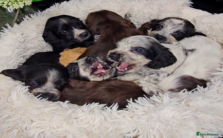 Cocker Spaniel dogs Exceptional Pedigree Show Type English Cockers  - Advert 15