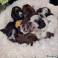 Cocker Spaniel dogs Exceptional Pedigree Show Type English Cockers - Advert 9