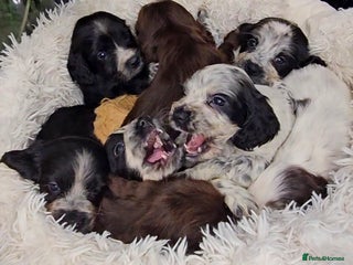 Cocker Spaniel dogs Exceptional Pedigree Show Type English Cockers - Advert 4