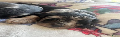 Cockapoo 4