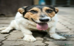 Mixed Breed dogs for adoption: 💙🐶 CASPER 🐶💙 - Image 4